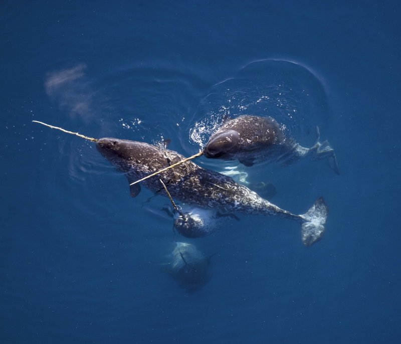 Adaptations That Help The Narwhal Thrive Underwater