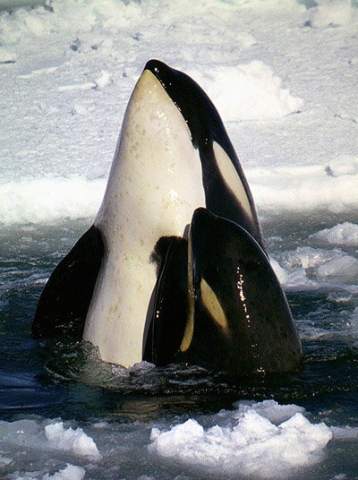 Adaptations That Help The Orca (Killer Whale) Thrive Underwater