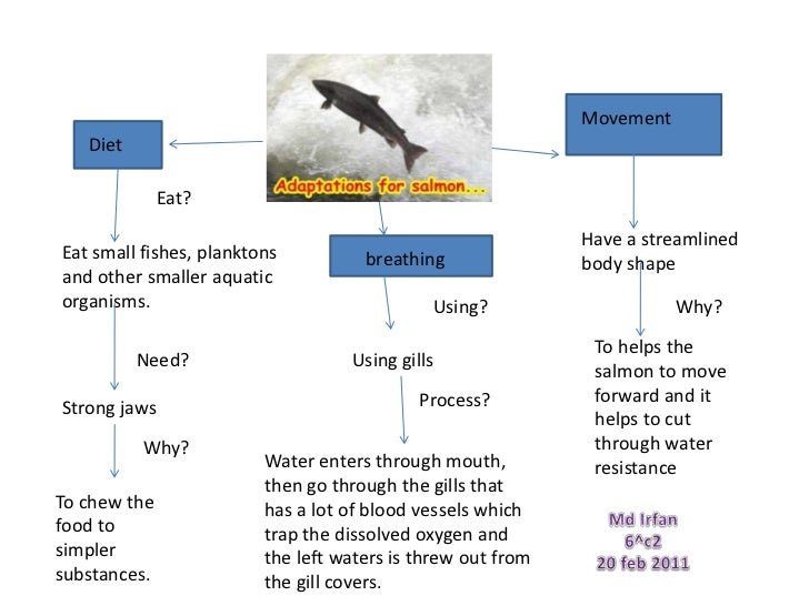 Adaptations That Help The Salmon Thrive Underwater