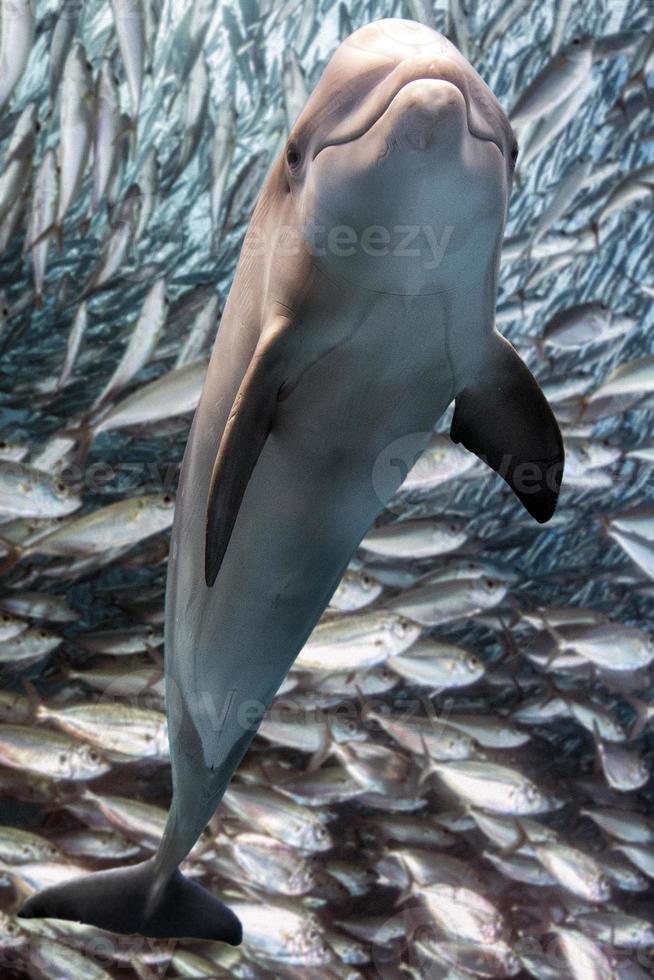 Adaptations That Help The Sardine Thrive Underwater