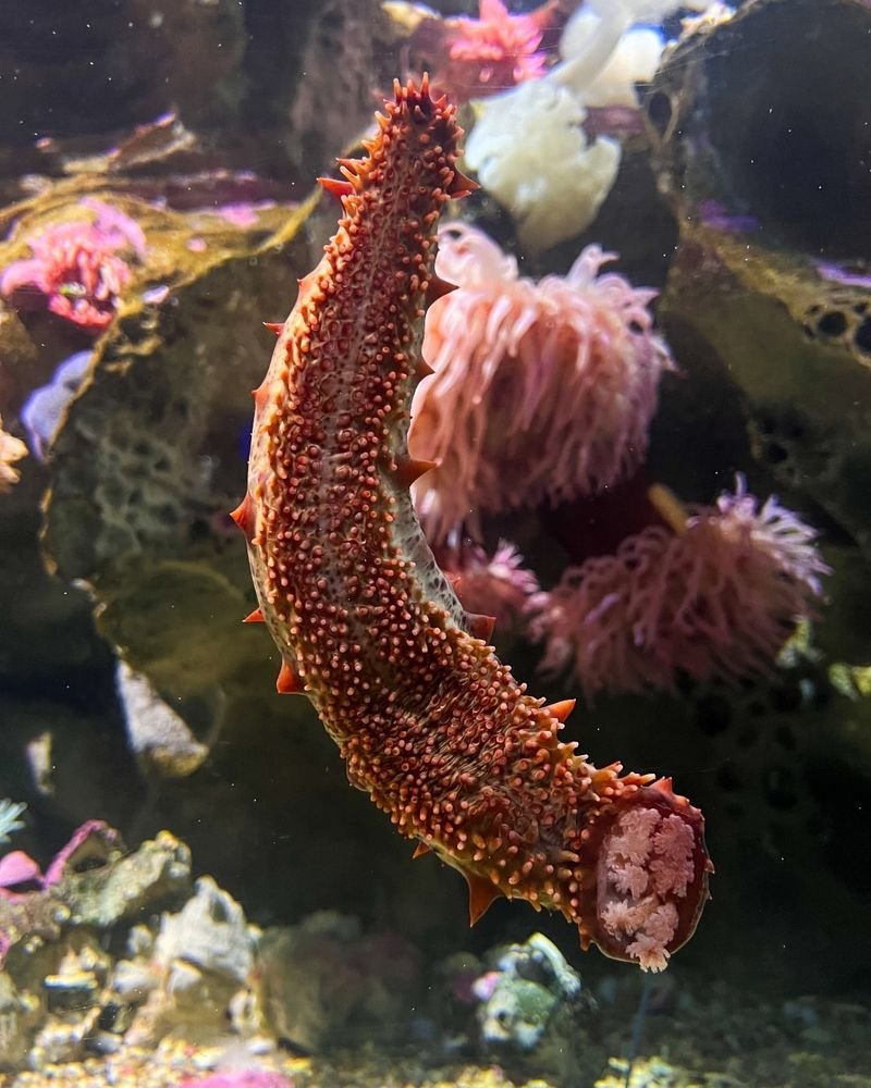 Adaptations That Help The Sea Cucumber Thrive Underwater