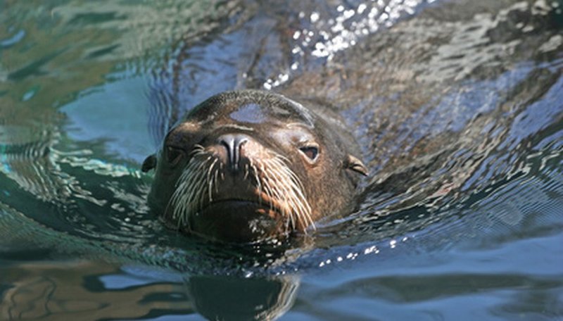 Adaptations That Help The Sea Lion Thrive Underwater