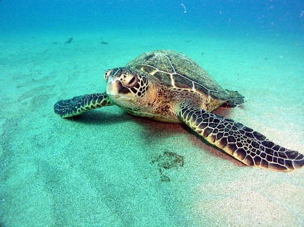 Adaptations That Help The Sea Turtle Thrive Underwater