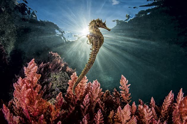 Adaptations That Help The Seahorse Thrive Underwater