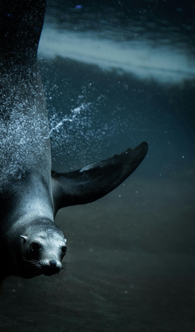 Adaptations That Help The Seal Thrive Underwater