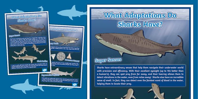 Adaptations That Help The Shark Thrive Underwater