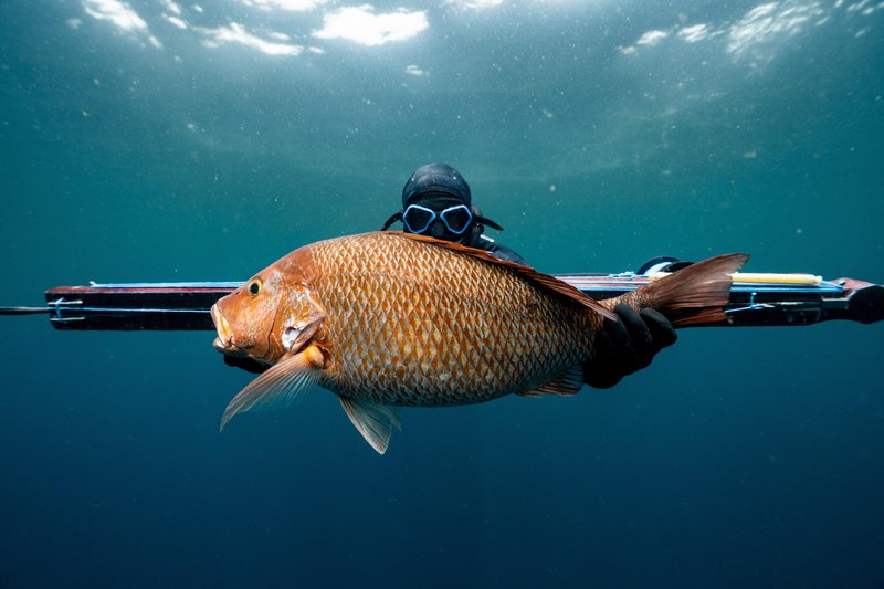 Adaptations That Help The Snapper Thrive Underwater