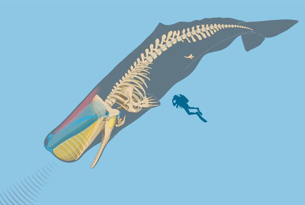 Adaptations That Help The Sperm Whale Thrive Underwater