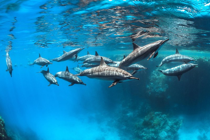 Adaptations That Help The Spinner Dolphin Thrive Underwater