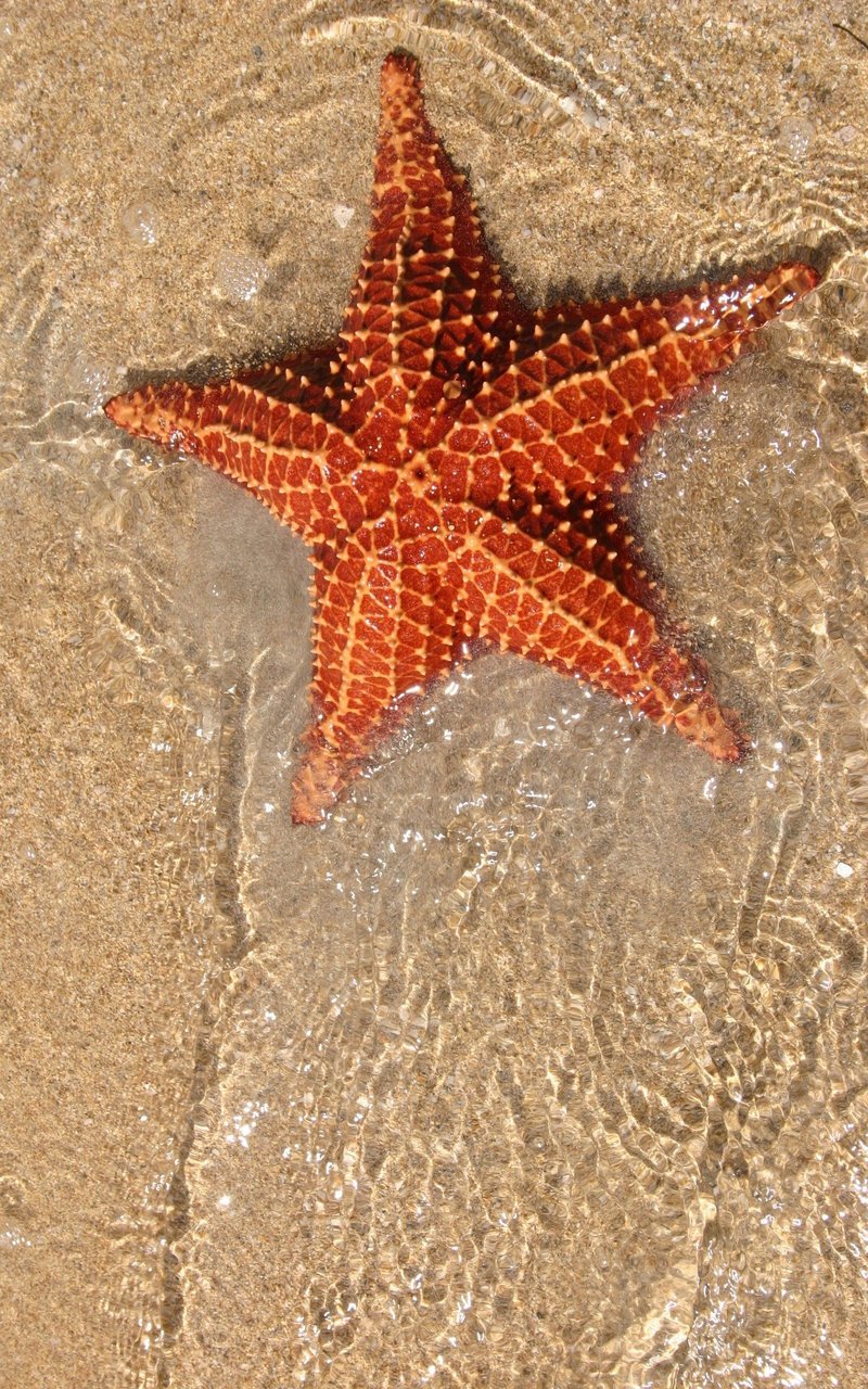 Adaptations That Help The Starfish Thrive Underwater
