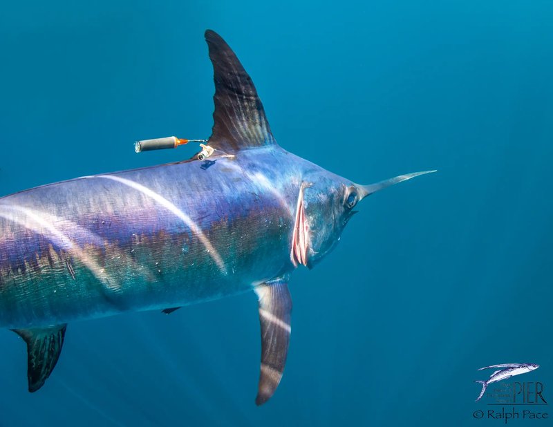 Adaptations That Help The Swordfish Thrive Underwater