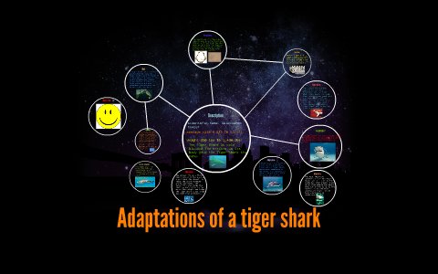 Adaptations That Help The Tiger Shark Thrive Underwater