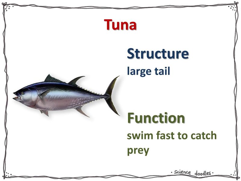 Adaptations That Help The Tuna Thrive Underwater