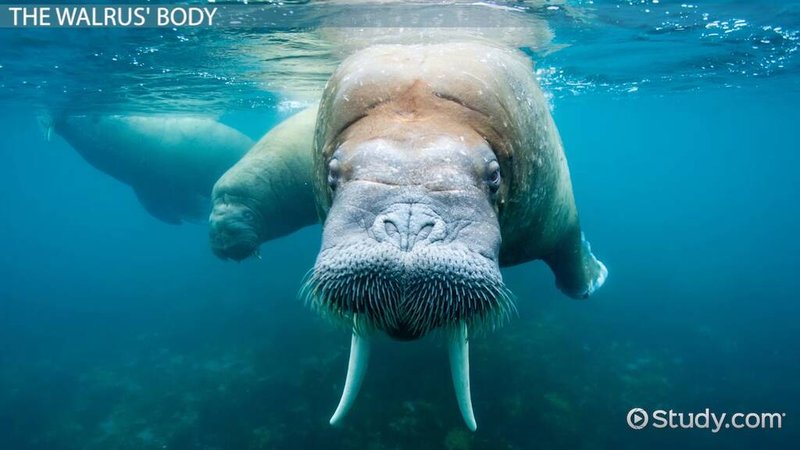 Adaptations That Help The Walrus Thrive Underwater