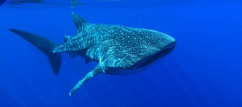 Adaptations That Help The Whale Shark Thrive Underwater