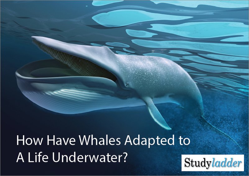 Adaptations That Help The Whale Thrive Underwater