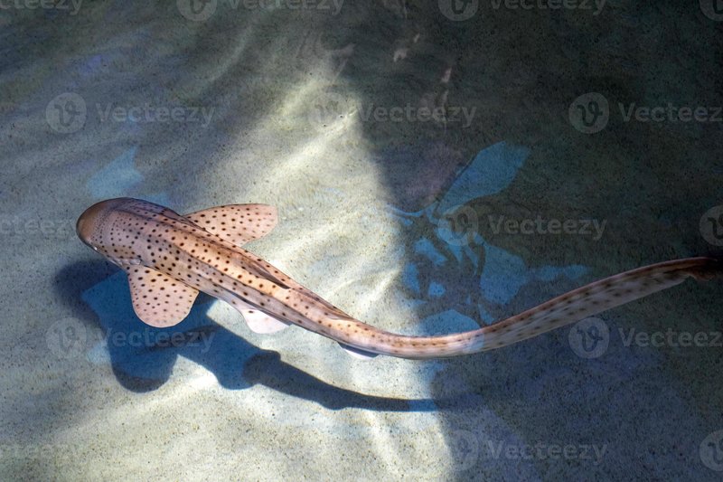Adaptations That Help The Zebra Shark Thrive Underwater
