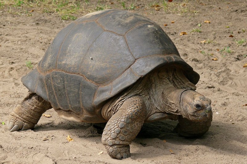 Adaptations That Make The Aldabra Giant Tortoise A Survivor