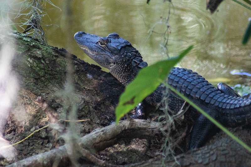 Adaptations That Make The Alligator A Survivor