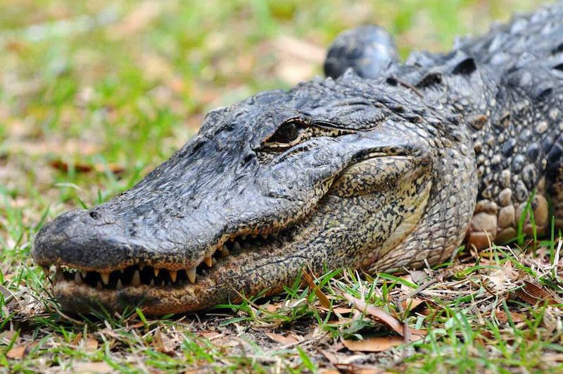 Adaptations That Make The American Alligator A Survivor