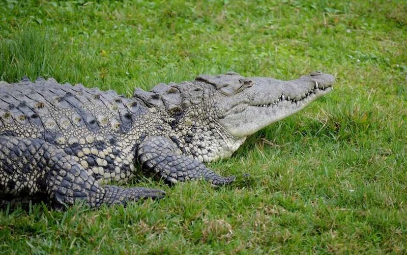Adaptations That Make The American Crocodile A Survivor