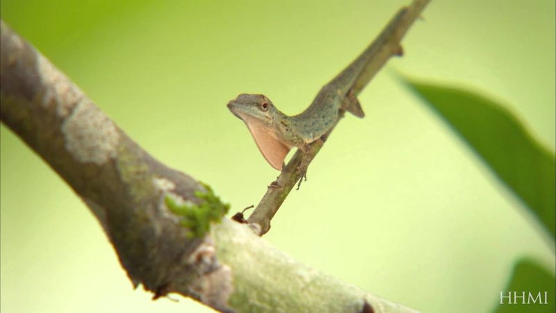 Adaptations That Make The Anole Lizard A Survivor