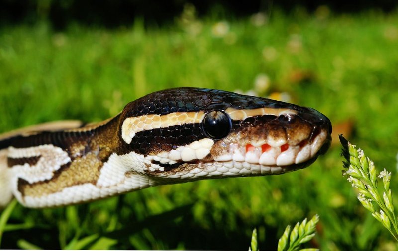 Adaptations That Make The Ball Python A Survivor