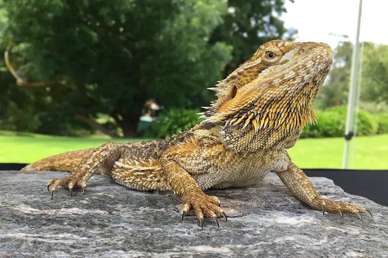 Adaptations That Make The Bearded Dragon A Survivor