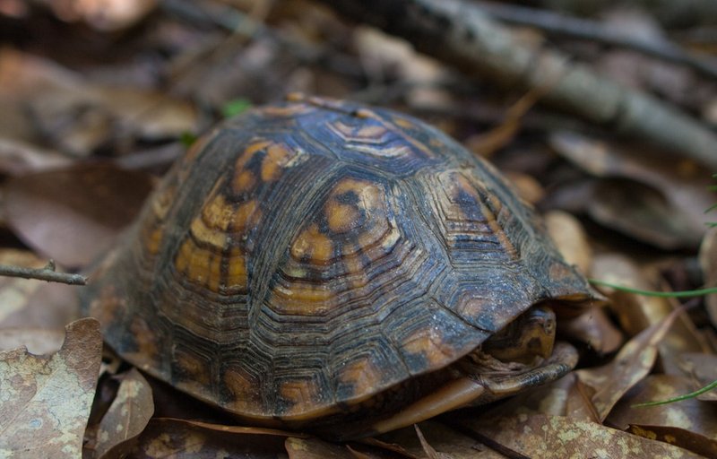 Adaptations That Make The Box Turtle A Survivor