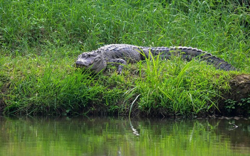 Adaptations That Make The Chinese Alligator A Survivor