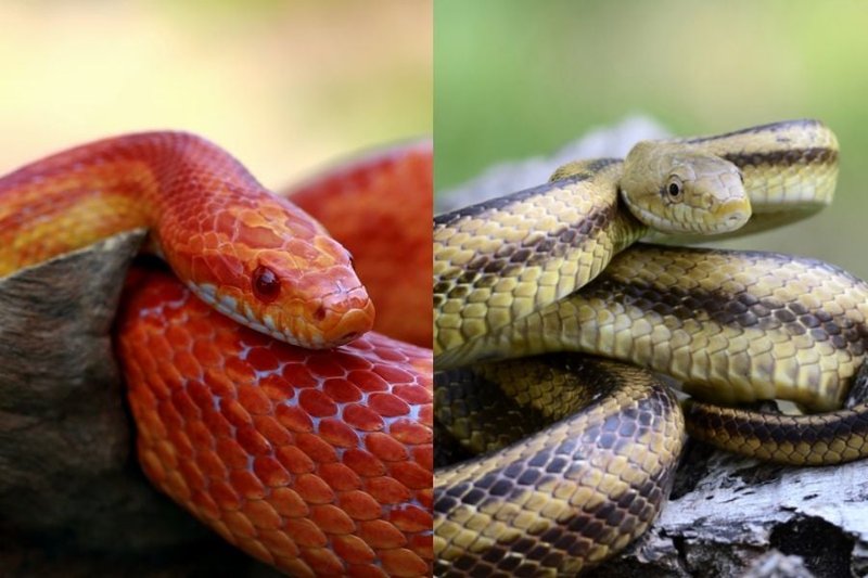 Adaptations That Make The Corn Snake A Survivor