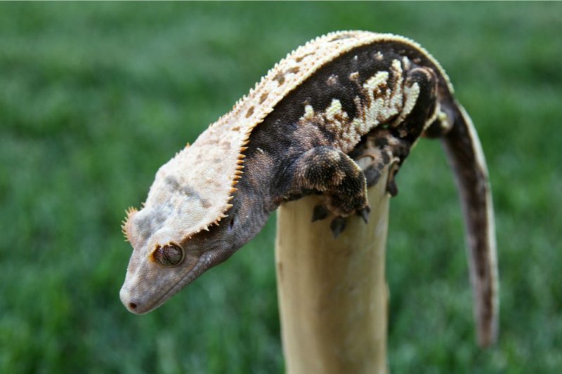 Adaptations That Make The Crested Gecko A Survivor