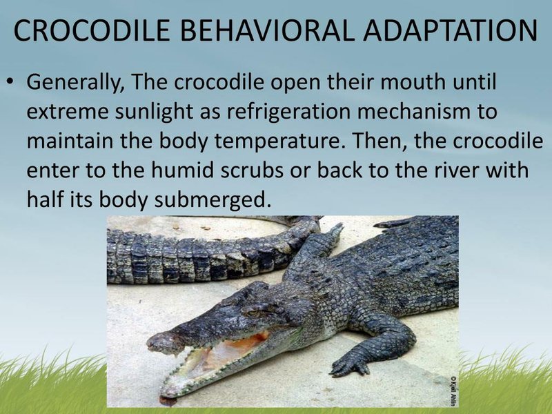 Adaptations That Make The Crocodile A Survivor