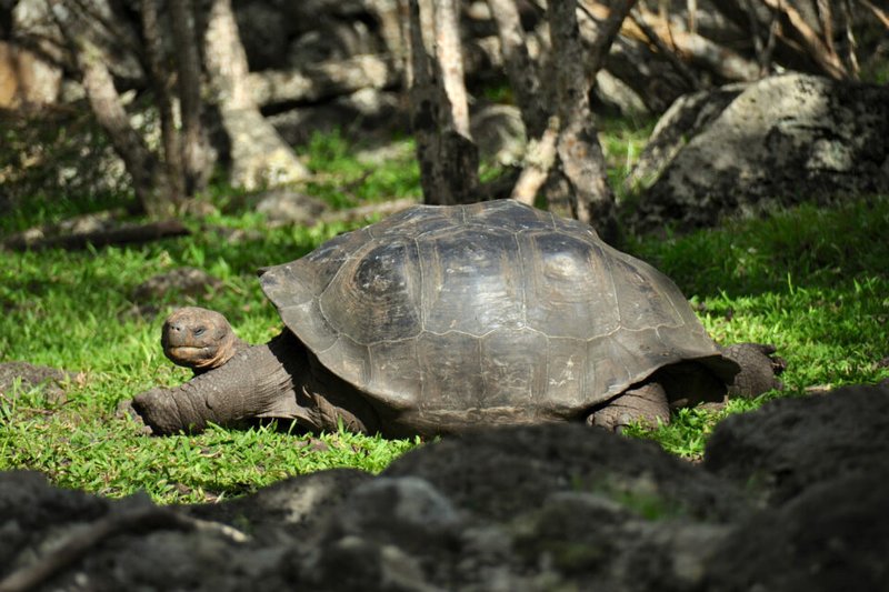 Adaptations That Make The Galã¡Pagos Tortoise A Survivor