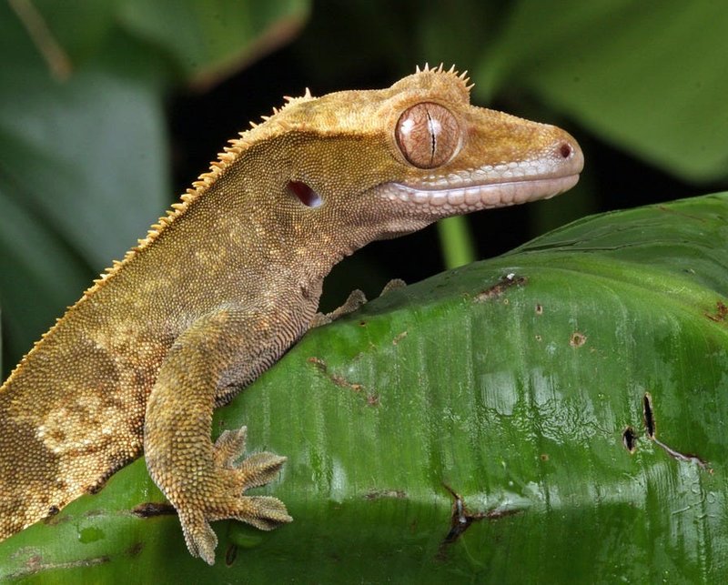Adaptations That Make The Gecko A Survivor
