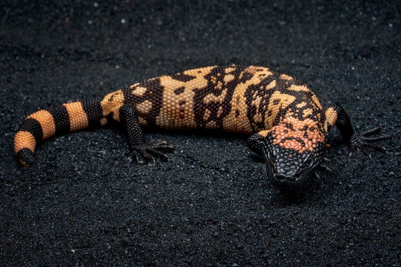 Adaptations That Make The Gila Monster A Survivor