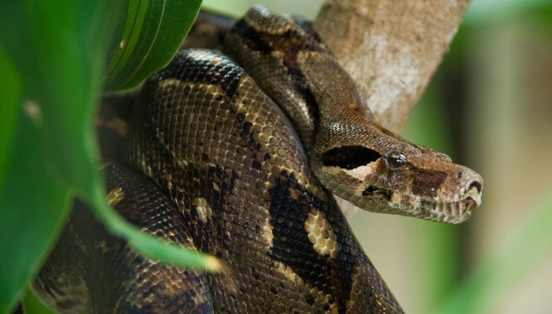 Adaptations That Make The Green Anaconda A Survivor
