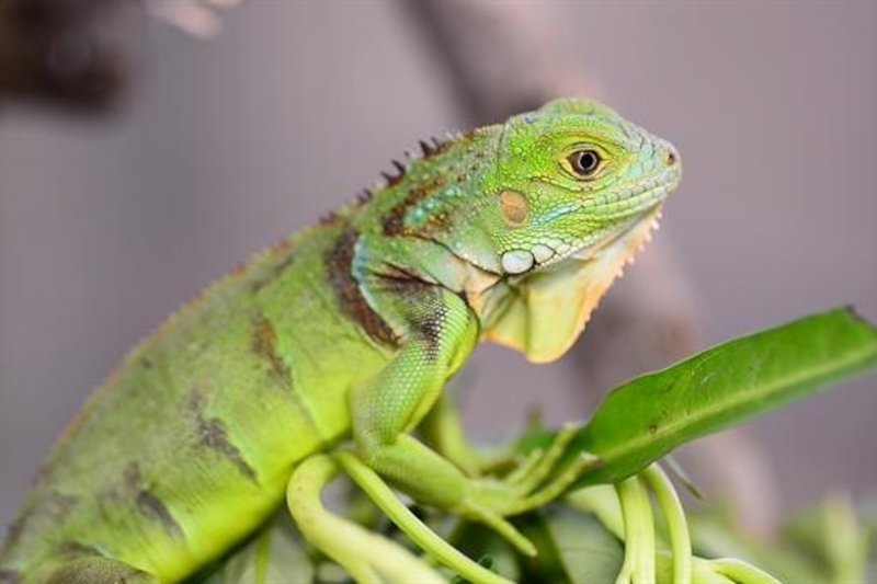 Adaptations That Make The Green Iguana A Survivor