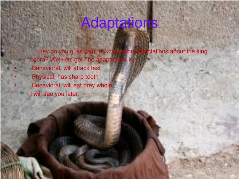 Adaptations That Make The King Cobra A Survivor