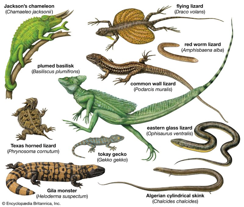 Adaptations That Make The Lizard A Survivor