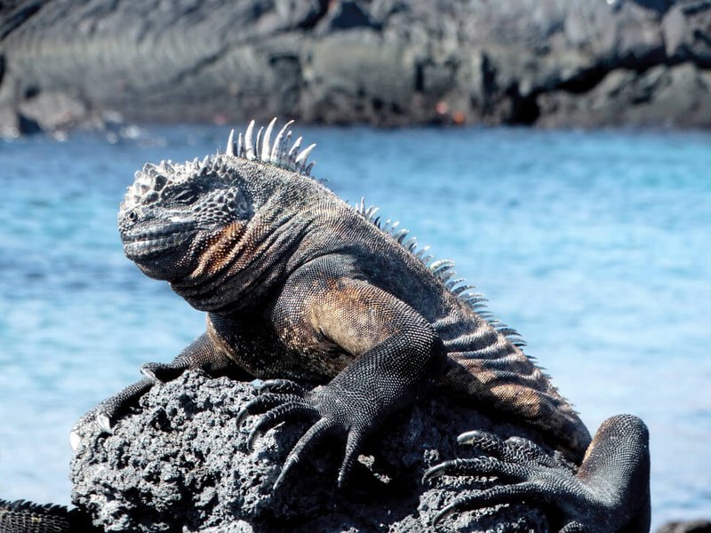 Adaptations That Make The Marine Iguana A Survivor
