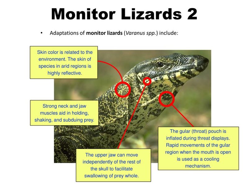 Adaptations That Make The Monitor Lizard A Survivor