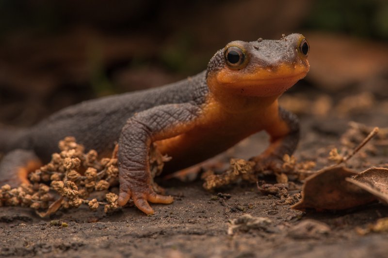 Adaptations That Make The Newt A Survivor