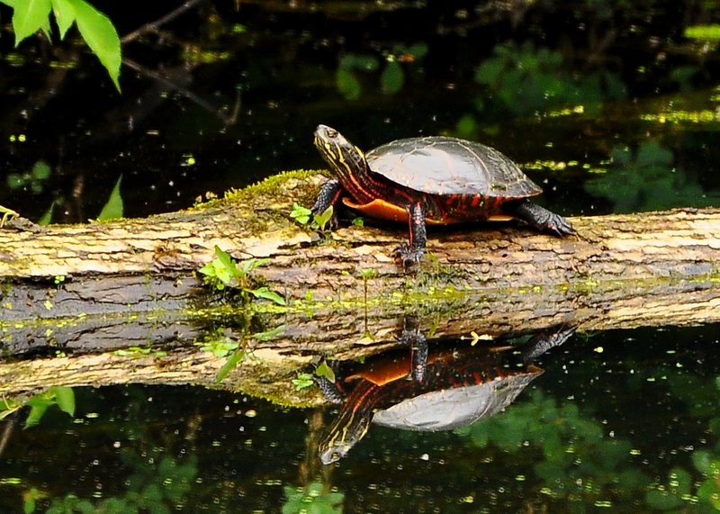 Adaptations That Make The Painted Turtle A Survivor