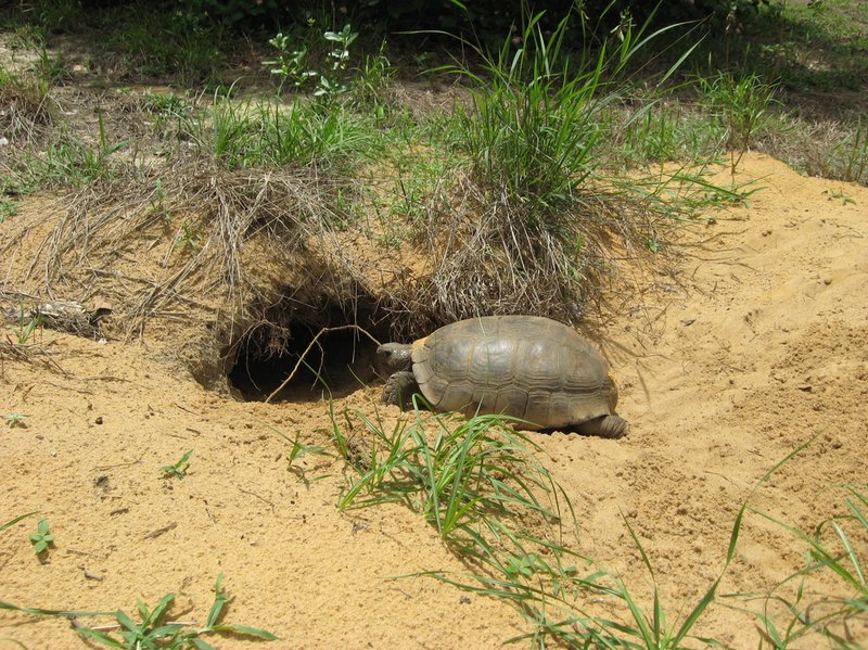 Adaptations That Make The Russian Tortoise A Survivor