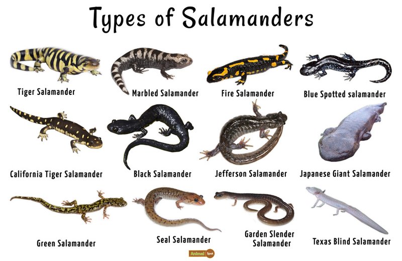 Adaptations That Make The Salamander A Survivor