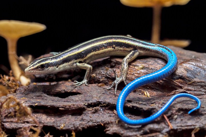Adaptations That Make The Skink A Survivor