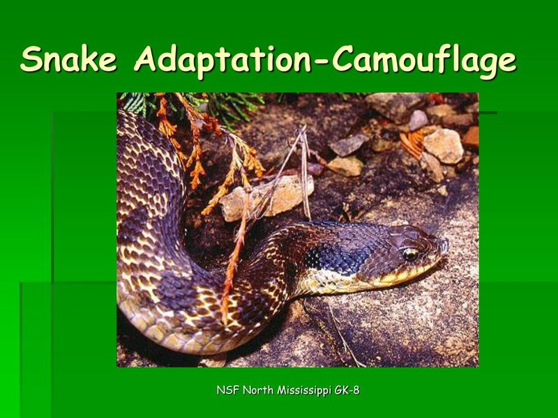 Adaptations That Make The Snake A Survivor