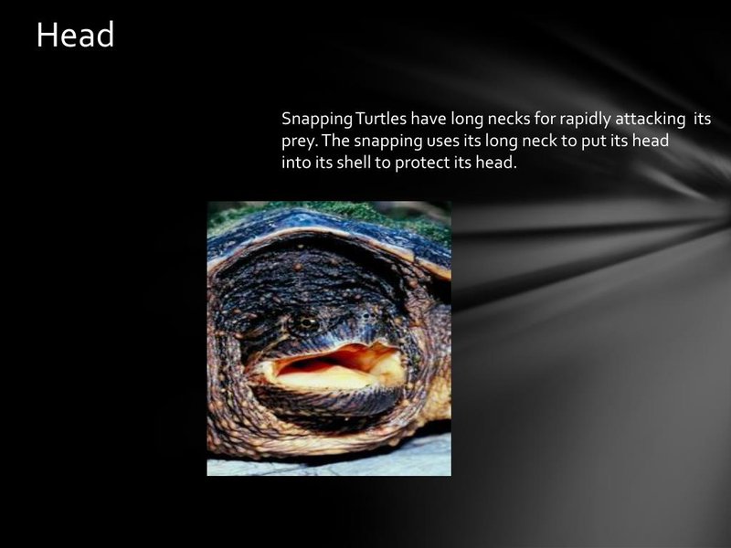 Adaptations That Make The Snapping Turtle A Survivor