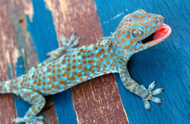 Adaptations That Make The Tokay Gecko A Survivor